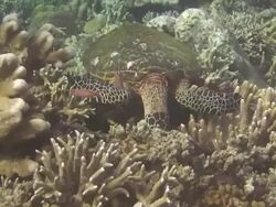 Turtle Feeding Stock Footage