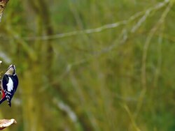 WS SLO MO Shot of Great Spotted Woodpecker dendrocopos major Female in Flight, Taking off from Tree Trunk / Vieux Pont en Auge, Normandy, France  Stock Footage