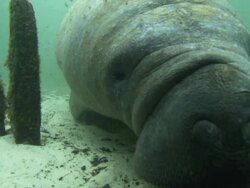 Manatee noses port close up, Florida, North Atlantic Ocean  Stock Footage
