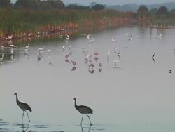 Birds Feeding At Sunrise in the Wetlands Stock Footage