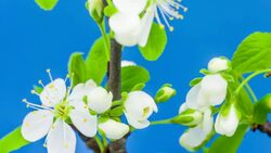Plum flower blooming Stock Footage