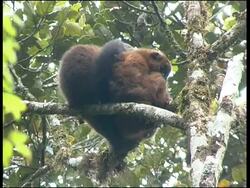 Red-fronted Brown Lemur Eulemur fulvus rufus Ranomafana National Park Stock Footage