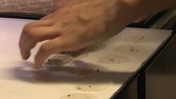 CLEAN : French super chef Pierre Gagnaire debuts in Bordeaux News Clip