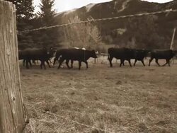 Vintage cattle drive in the Rocky Mountains Stock Footage