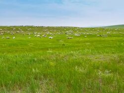 Flock of sheep on grassland Stock Footage