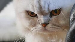 Cat Brown Stock Footage