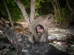 Monkey Beach Stock Footage