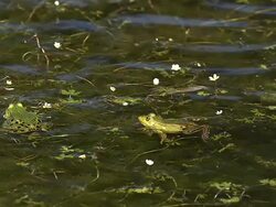  MS SLO MO Males edible frogs leaping and calling with inflated vocal sacs / Vieux Pont, Normandy,  France Stock Footage