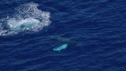 A humpback whale (Megaptera Novaeangliae) in the North Pacific Ocean engages in lobtailing, slapping its flukes on the surface of the water. Stock Footage