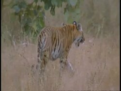 MS Royal Bengal tiger, Panthera tigris tigris, walking away from camera, Bandhavgarh National Park, India Stock Footage