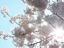 HD: Sakura cherry Blossoms with sun beam Stock Footage
