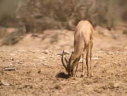 MS Shot of male dorcas gazelle (Gazella dorcas) standing under Acacia tree in desert / Yotvata, Negev Desert, Israel Stock Footage
