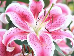 Lily Flower Blooming Stock Footage