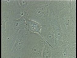 T/L Mitosis of Potoroo cells, cell division, chromosomes, chromatids Stock Footage