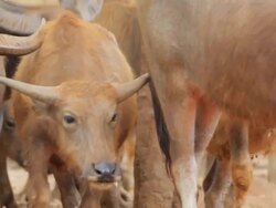 Water buffalo. Stock Footage
