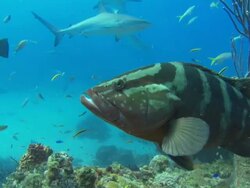 Grouper, Serranidae, over reef, Bahamas  Stock Footage