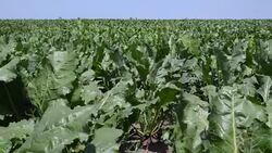 Sugar beet Stock Footage