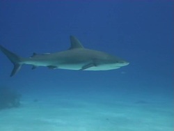 Caribbean Reef Shark Stock Footage