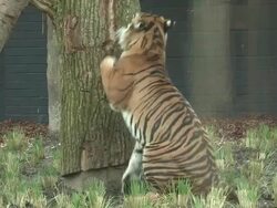 Tiger footage at Tiger Territory Royal Opening Stock Footage
