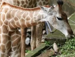 Giraffe eating Stock Footage