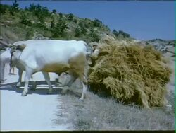 Steer pulling hay in a field Stock Footage