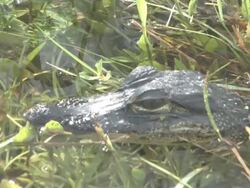 Young alligator 2 Stock Footage