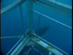 MS Great White Shark swimming under shark cage, towards bait, Guadalupe Island, Pacific Ocean Stock Footage