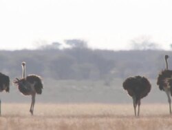 MS TS PAN Ostriches walking at open landscape  / Central Kalahari Game Reserve, Botswana Stock Footage