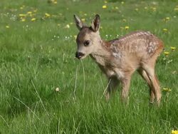 MS Deer eating grass in meadow / Vieux Pont, Normandy, France Stock Footage