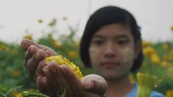 C/U SLO MO Myanmar teenage girl protecting a flower in a field of yellow mums, rain Stock Footage
