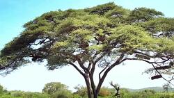 Traditional beekeeping in trees. Stock Footage