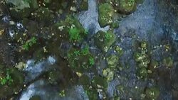 Flight above the forest river Stock Footage