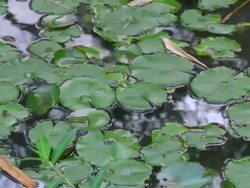 MS PAN Lily pads floating in water / Hawaii, United States Stock Footage