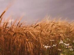 Rye. Loopable. Stock Footage