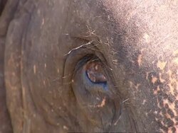 BCU elephant eye, side view Stock Footage