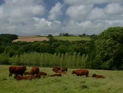 T/L Cattle (Bos taurus) in field take 2, UK Stock Footage