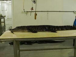 Market For Alligator Meat Booms In Florida Stock Footage