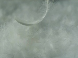 Single feather falling on to feathers filling frame, black background Stock Footage
