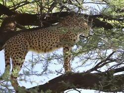 MS Cheetah standing tree / D2440, Otjiwarongo, Namibia Stock Footage