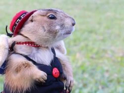Cute Prairie dog Stock Footage