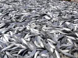 Lots of Fish Stock Footage