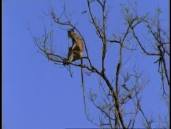 MS pan right across group of Hanuman Langurs, Semnopithecus entellus, sitting on tree branches, Bandhavgarh National Park, India Stock Footage