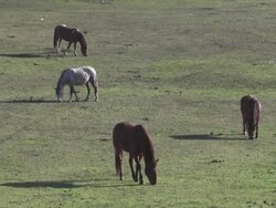 Horses grazing in field Stock Footage