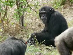 MS Chimpanzees eating and moving around / Chingola, Copperbelt, Zambia Stock Footage