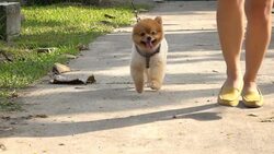 pomeranian dog jogging, slow motion Stock Footage