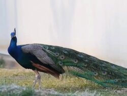 Peacock feathers beautiful bird. Stock Footage