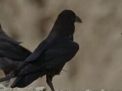 CU Ravens in desert, Oman Stock Footage