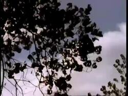 CU wind blowing leaves on tree, silhouetted against sky, Presque Isle, USA Stock Footage