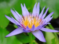 Bee on Water Lily Stock Footage