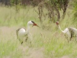 MS PAN Shot of Two wattle cranes foraging and interacting in tall grass / Okavango Delta, North West District, Botswana Stock Footage